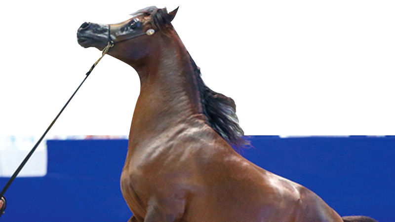 الخيول العربية تستعد لاستعراض جمالها في دبي.  أرشيفية