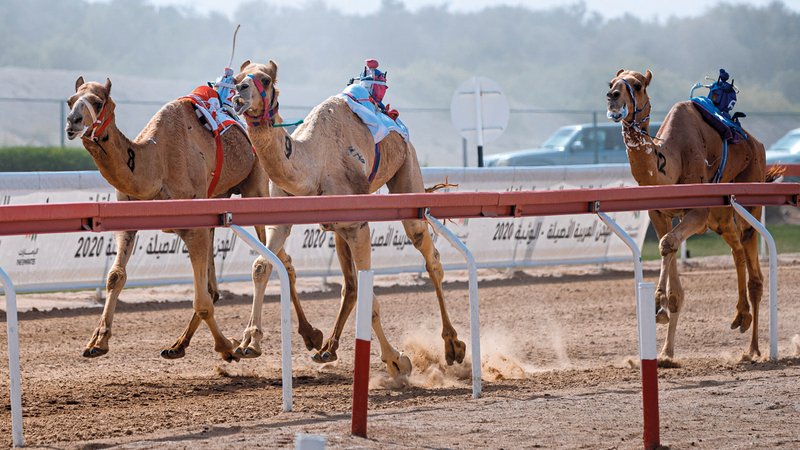 تنافس محتدم يشهده المهرجان الختامي السنوي لسباقات الهجن العربية «الوثبة 2020». الإمارات اليوم