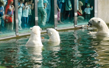 الصورة: الحيوانات في حدائقها تتساءل: أين ذهب البشر