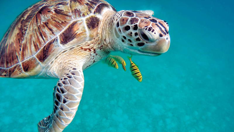 العلماء يرون أن الفرصة مازالت موجودة لتجديد البيئة البحرية. أرشيفية