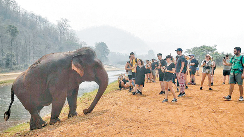 عشرات المنشآت الصغيرة لم تعد قادرة على تحمّل تكاليف استئجار الفيلة. أرشيفية