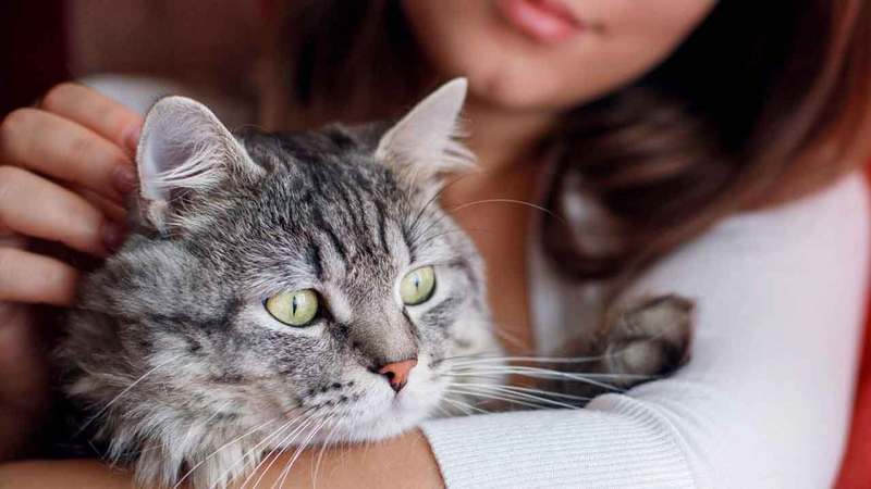 من الوارد أن يلتقط الحيوان الأليف «الفيروس» بقدميه أثناء الحركة. أرشيفية