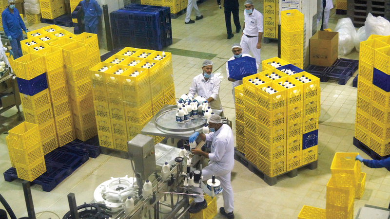 صناعة منتجات الألبان ومشتقاتها من الصناعات الغذائية المهمة ولها تاريخ طويل في الدولة. أرشيفية