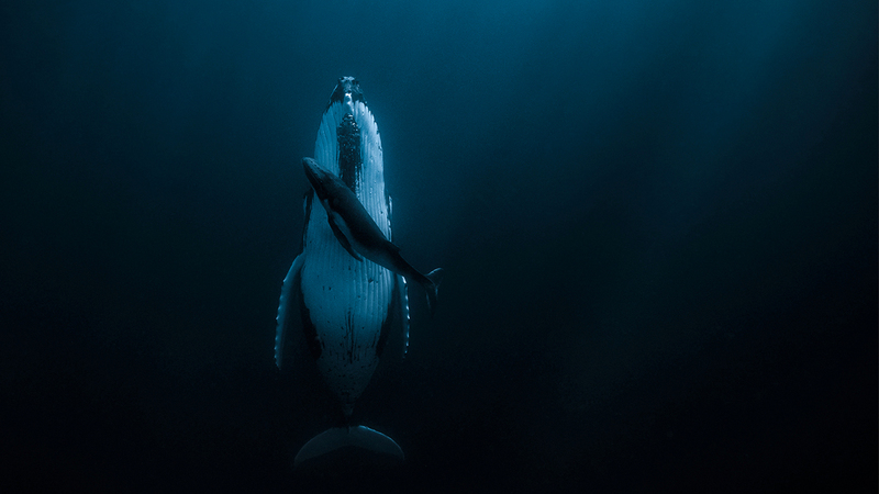 الصورة الفائزة بالجائزة الكبرى للمصوّرة الأسترالية ياسمين كاري.