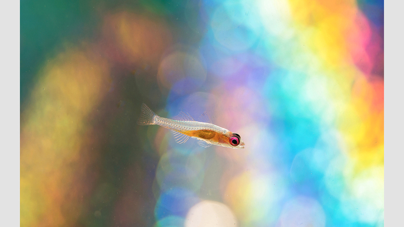 كام مون لاي - هونغ كونغ