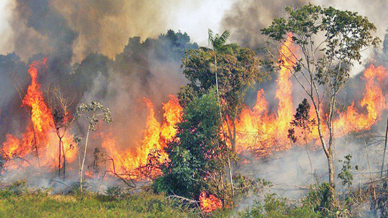 2019 ثالث أكثر الأعوام التي تشهد تدميراً للغابات البكر منذ أن بدأ العلماء في تتبع تراجعها قبل عقدين.   أرشيفية