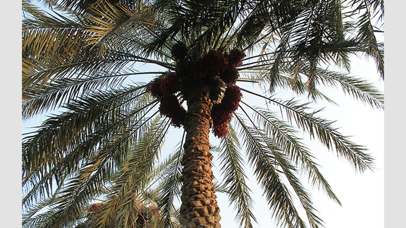 سوسة النخيل تقاوم المبيدات الحشرية بالتطور الجيني السريع.  أرشيفية