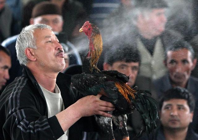 مياه  لإنعاش قدرات الديك القتالية -رويترز