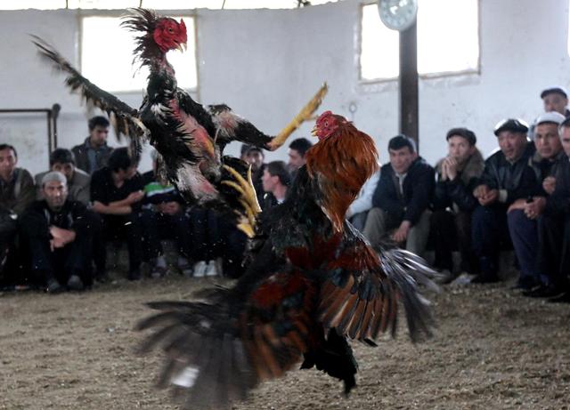 احتدام القتال في معركة الريش -رويترز