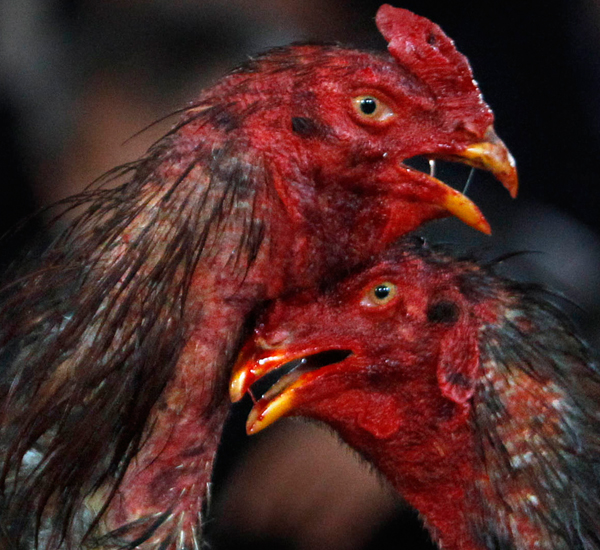 في النهاية الكثير من الدماء والأعياء والحاجة الى سلام -رويترز