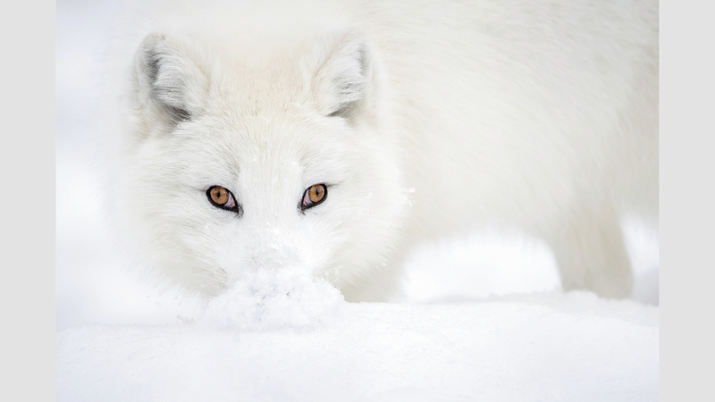 فهد العنزي - الكويت