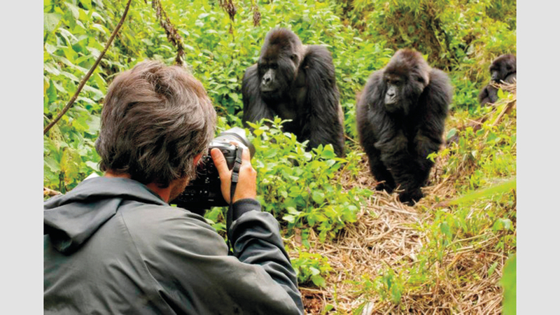 تقدّر السلطات أعداد ما تبقى من هذه الفصيلة النادرة للغوريلا الجبلية بنحو 1000. أرشيفية