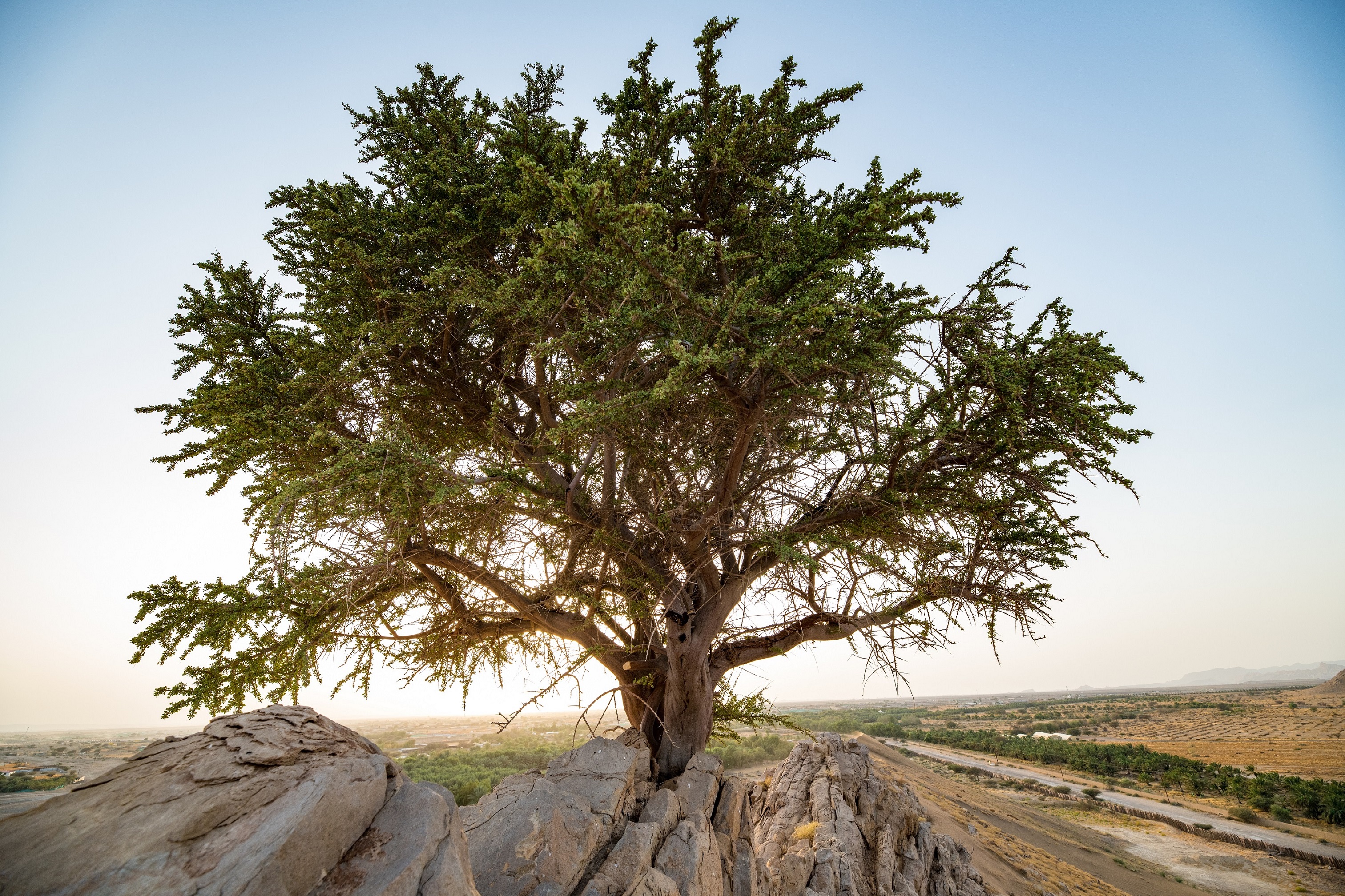 شجرة «سرح» عمرها 100 عام في أبوظبي حياتنا جهات الإمارات اليوم