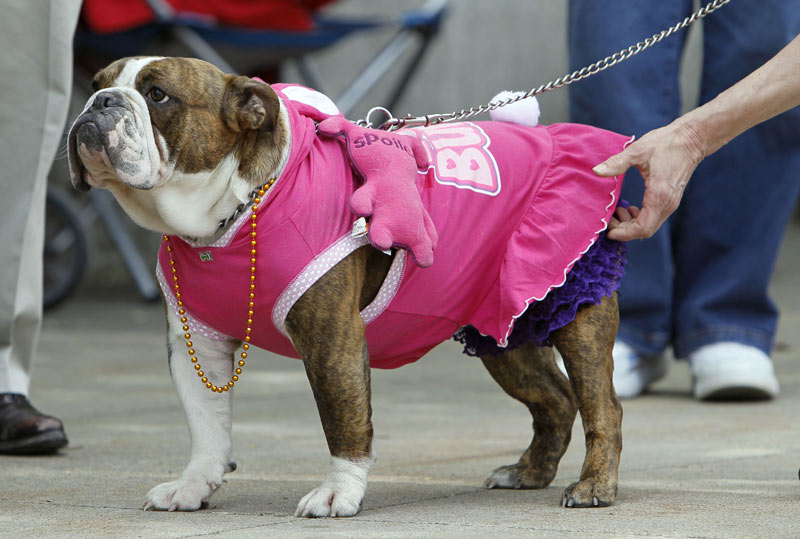 الأناقة تؤخذ بعين الإعتبار في المسابقة. أ ب