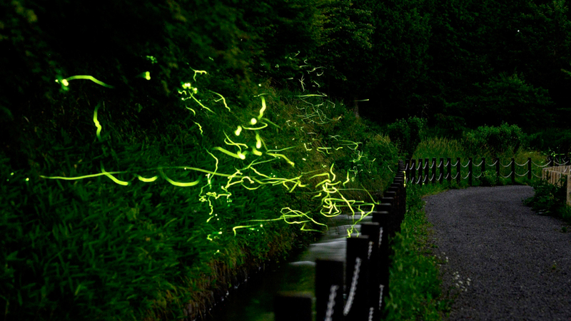 الحشرات يشتعل ضوؤها حيناً وينطفئ حيناً آخر وتدور على نفسها كأنها في لوحة باليه. ■ أ.ف.ب