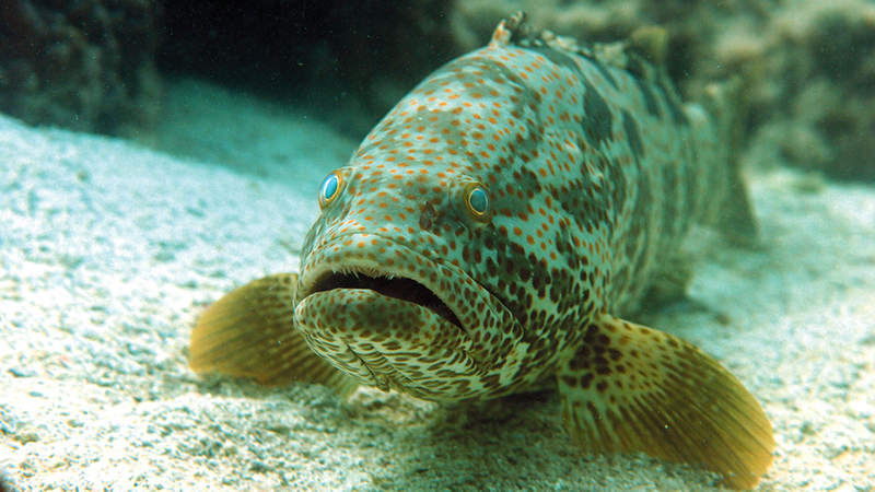 الهيئة تراقب المخزون السمكي وفقاً لمؤشرات الاستدامة.   من المصدر