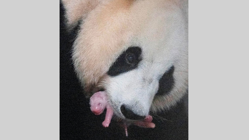 الباندا الأم والباندا الصغيرة بصحة جيدة.  رويترز
