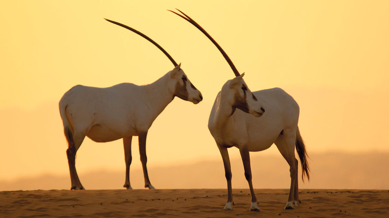 «المحمية» فتحت أبوابها لاستقبال الزوّار منتصف يونيو الماضي.   من المصدر