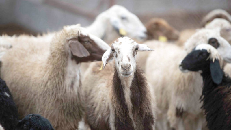 في حال تم ضبط القصاب المتجول تتم مصادرة الذبيحة ومخالفته والشخص المتعامل معه.  من المصدر