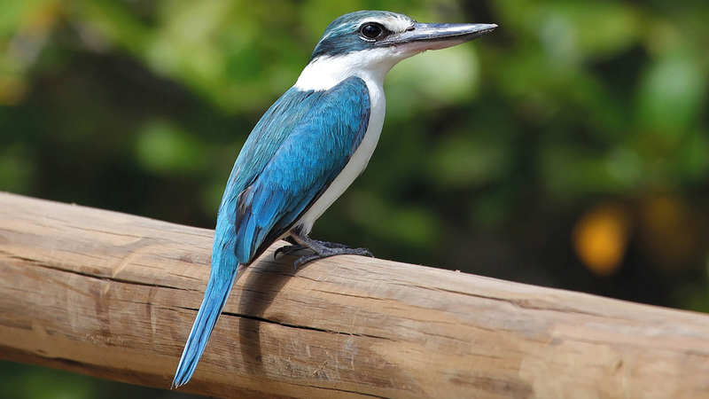 وصل عدد الطيور إلى 131 طائراً في محمية أشجار القرم بخور كلباء. من المصدر