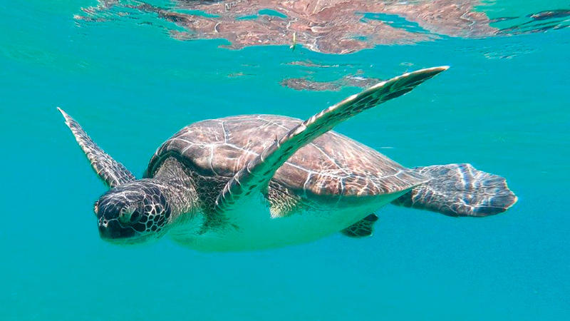 سلاحف بحرية قليلة تنجو من محنة الوصول بسلام إلى البحر. أرشيفية