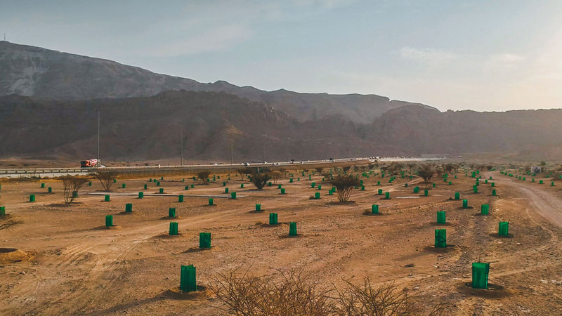 350 شجرة سمر معمّرة نقلت إلى المتنزه.    وام