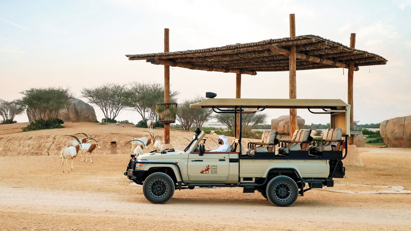 سفاري العين تتيح لزوّارها تجربة استكشافية وسط الحياة البرية.	 من المصدر