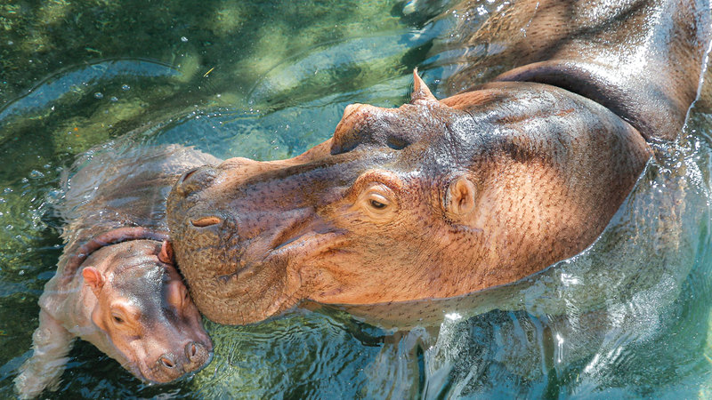 الحديقة تتيح التعرف إلى 4000 حيوان.  من المصدر