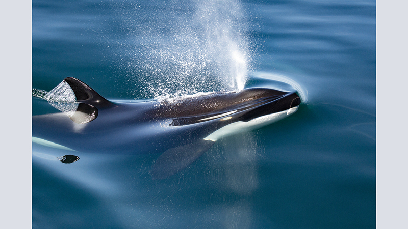 ريتشارد ماكس روبنسون - سويسرا