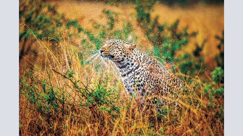 محمد حسين الناصر - السعودية