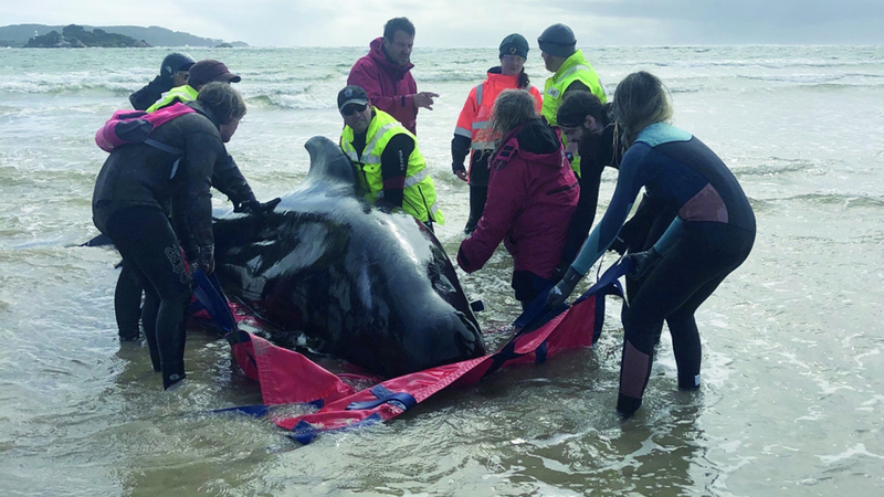 عدد من عناصر الشرطة يحاولون إعادة حوت إلى المياه دون جدوى.  إي.بي.إيه