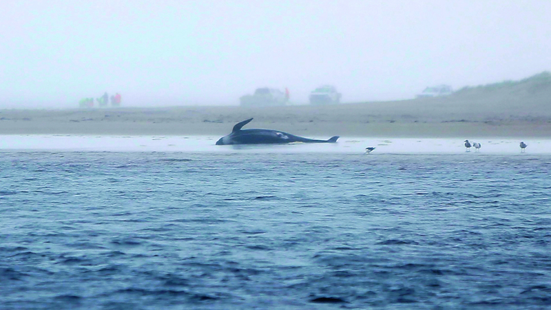 الحيتان لحظة توجّهها نحو الشاطئ.  أ.ف.ب