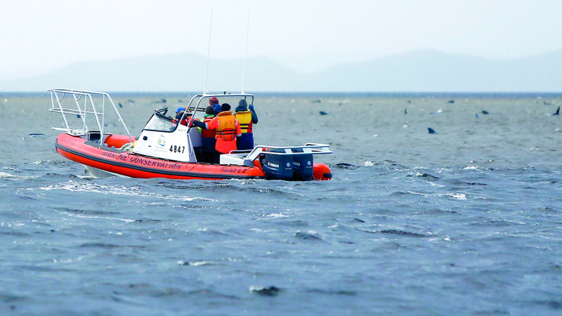 عمليات الإنقاذ تواصلت لكنها لم تفلح في إنقاذ سوى عدد قليل من الحيتان.  أ.ف.ب