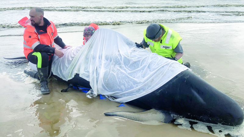 حوت ضخم لم يتمكن رجال الإنقاذ من إعادته إلى المياه.  إي.بي.إيه