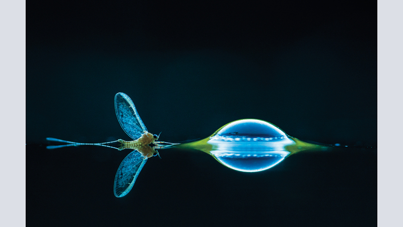 سابا ديرتشي - هنغاريا