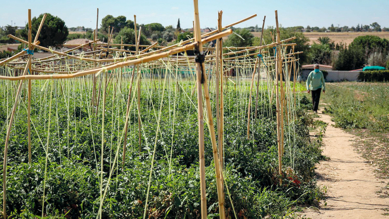 «الزهراء فروتاس» ينتجون خضراواتهم في مزارع خاصة بهم. من المصدر
