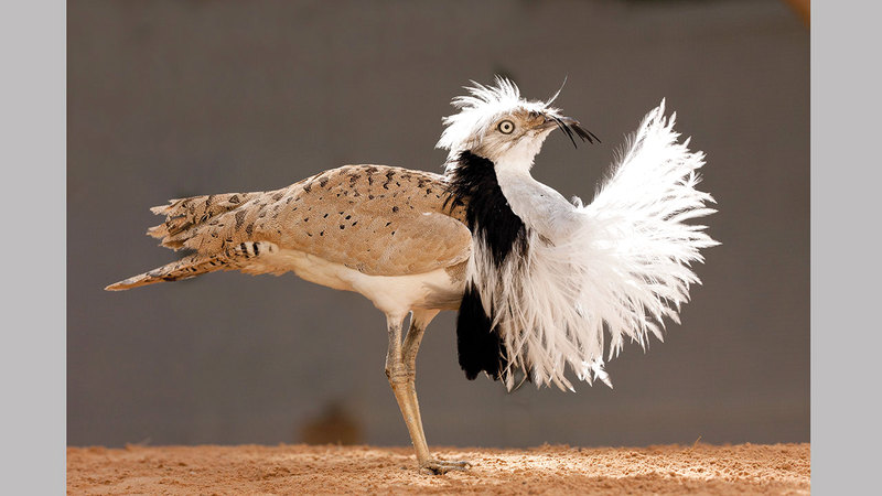 الصندوق الدولي للحفاظ على الحبارى شريك استراتيجي في البرنامج. من المصدر