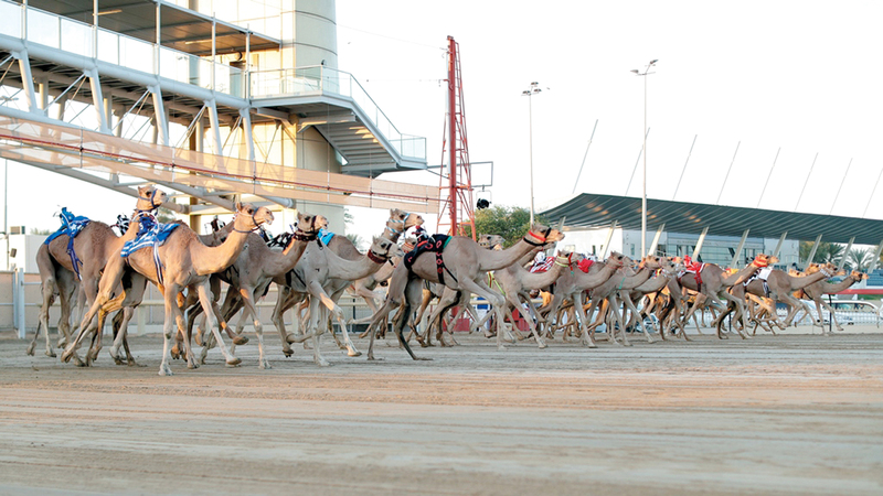 خلال انطلاق اليوم الختامي لتمهيدي المرموم للهجن أمس. من المصدر