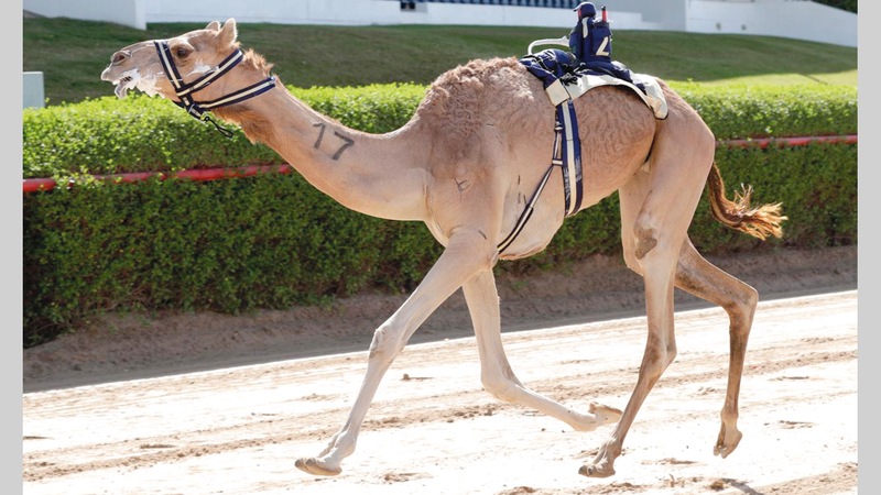 جانب من السباق. من المصدر