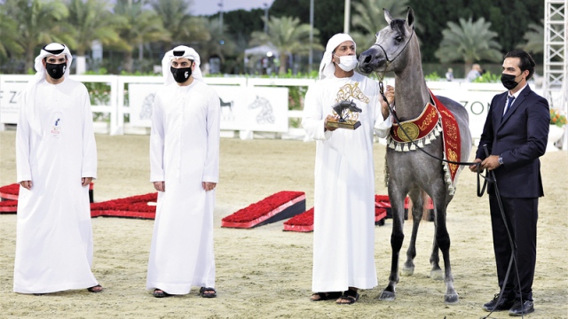 صورة ثلاثية ذهبية لمربط دبي في مهرجان الشارقة للجواد العربي – رياضة – محلية