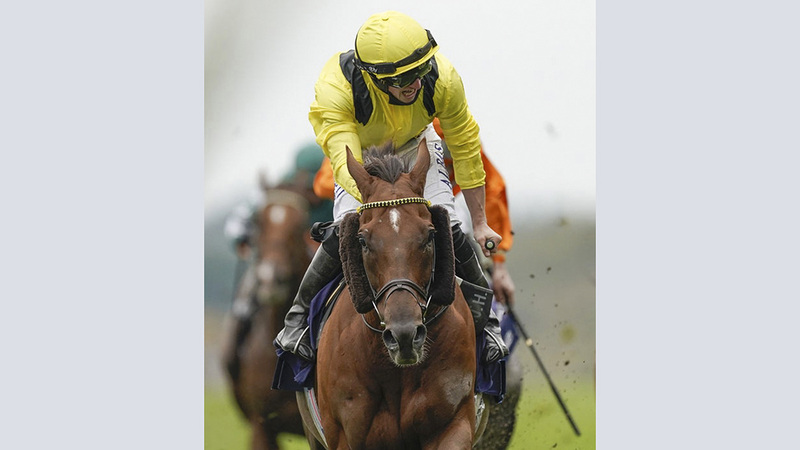 الجواد «أديب» حقق الفوز بجدارة. من المصدر