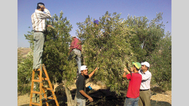 استهـــداف حقــــــول الزيتون يضـــــر بالاقتصـــاد الفلسطيني المحلي.  الإمارات اليوم