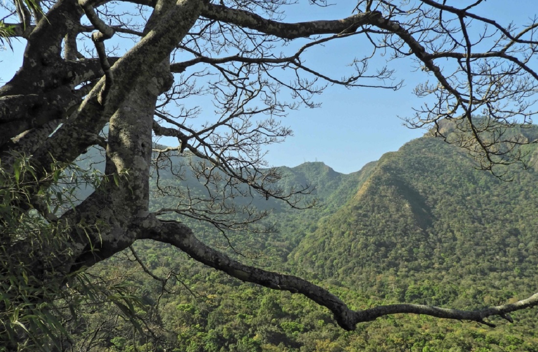موطن القردة الجديدة المكتشفة في ميانمار.
أ.ف.ب
