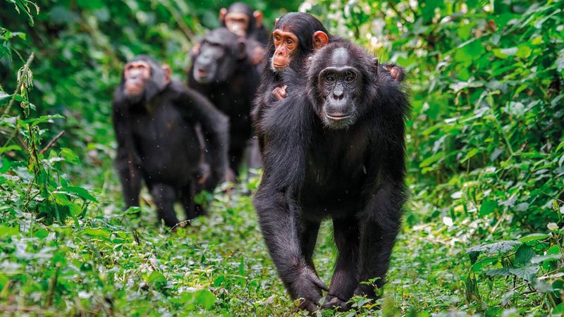 الخطر يتهدد حياة الشمبانزي في الغابة.   أرشيفية