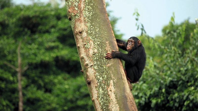 باحثون اكتشفوا تفشي فيروسات بشرية تقتل قرود الشمبانزي.  أرشيفية