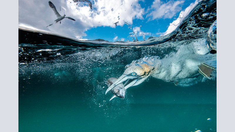 توماس راجان - الولايات المتحدة الأميركية