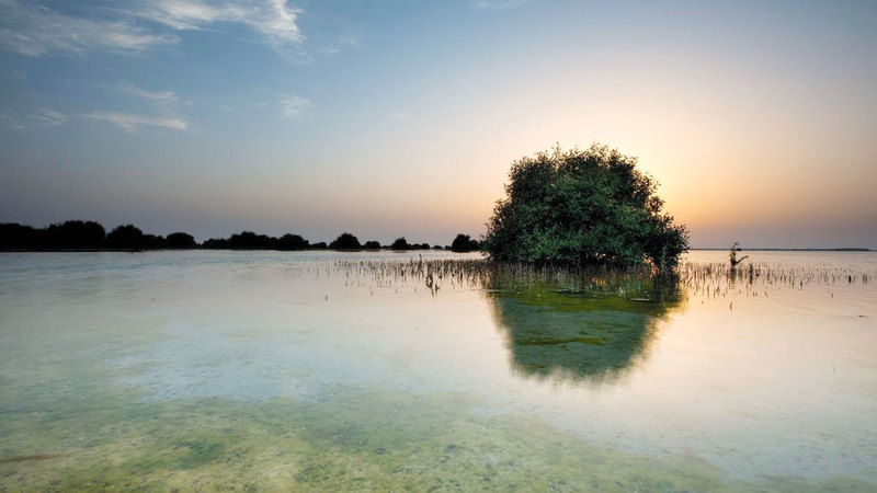 أشجار القرم الصغيرة التي تنمو في المياه المالحة تعد جزءاً مهماً من النظام البيئي في الإمارات.   من المصدر