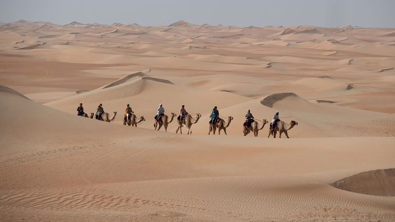 رحلة الهجن السابعة في طريق العودة إلى دبي. من المصدر
