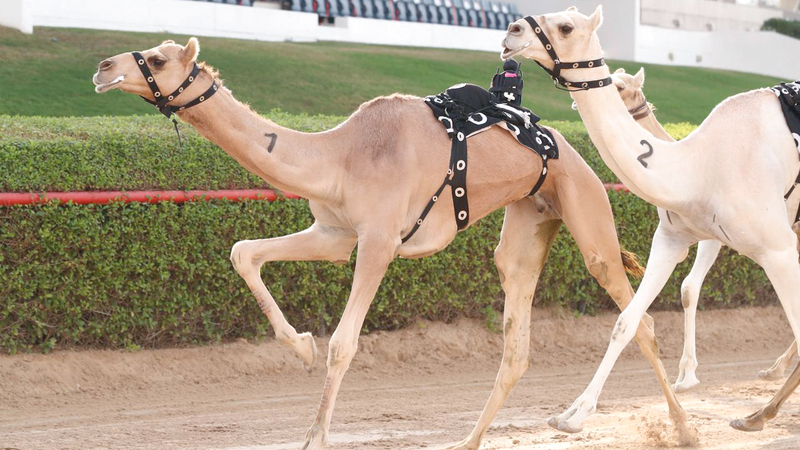 سباقات الهجن أقيمت في نادي دبي بالمرموم.   من المصدر
