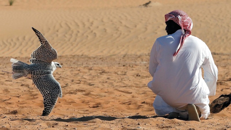 شهدت مسابقة الصيد بالصقور على مدار 4 أيام مشاركة مئات الصقارين ضمن ستة أشواط. من المصدر